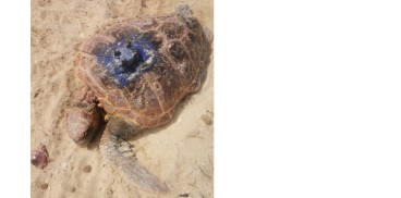 03 24 tartaruga azzurra