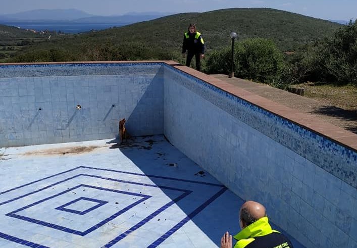 04 07 salavataggio cane piscina