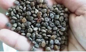 Lenticchia nera