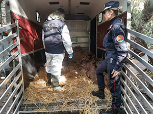 animali salvati tdp