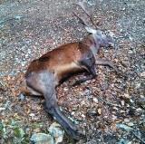 cervo ucciso foto piccola