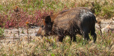 cighiale
