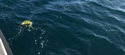 fiori in mare ricordo migranti