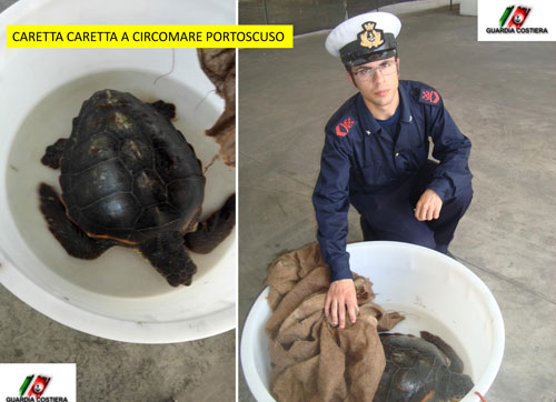 tarta