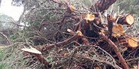 taglio alberi web