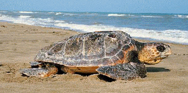 tartaruga liberato arbus