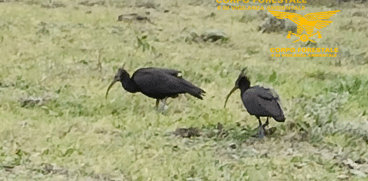 uccelli ibis