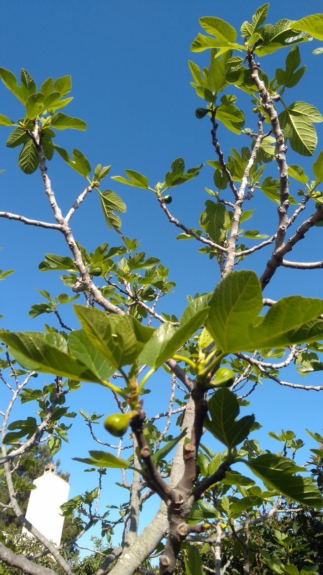 03 27 20 fico predica