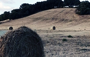 07 00 azienda agraria web