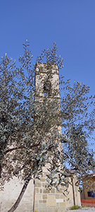 Ulivo campanile