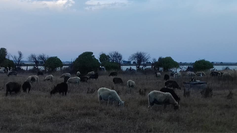 pecore al pascolo