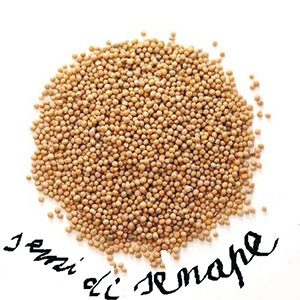semi di senape LI