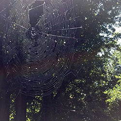 tela di ragno web