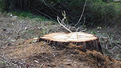 tronco pino abattuto